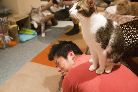 Cat cafes in Japan Cafe Neko 2